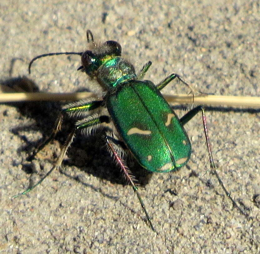 Image of Cowpath tiger beetle