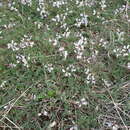 Image of Astragalus alpinus subsp. alpinus