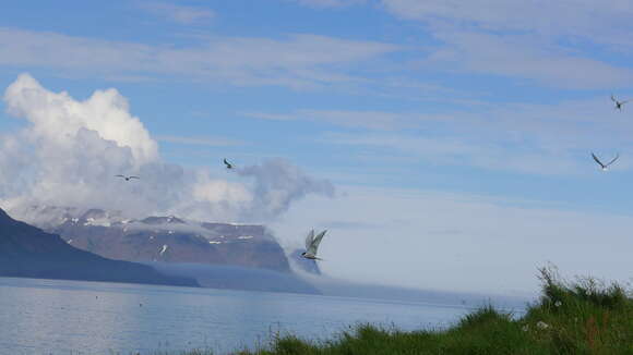 Image of Arctic Tern