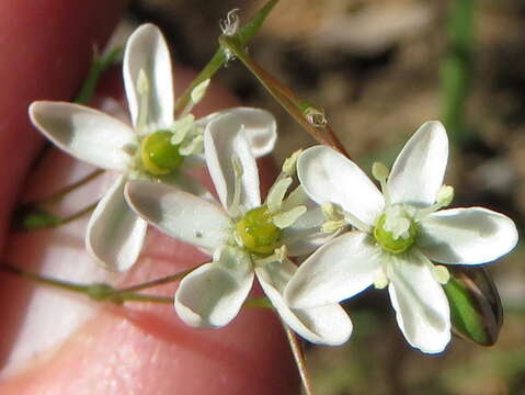 Image of Pharnaceum lanatum Bartl.