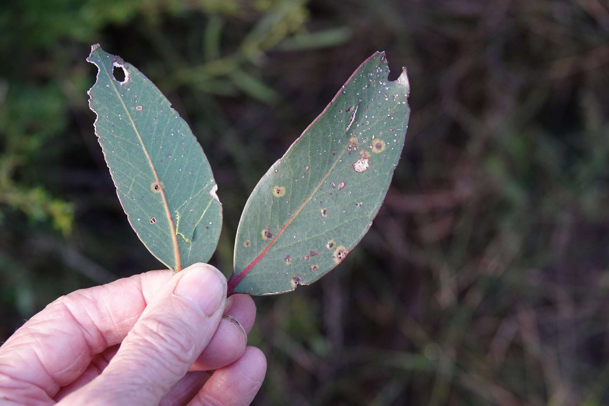 Image of brown stringybark