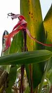 Image of Maxillaria colorata Rchb. fil.