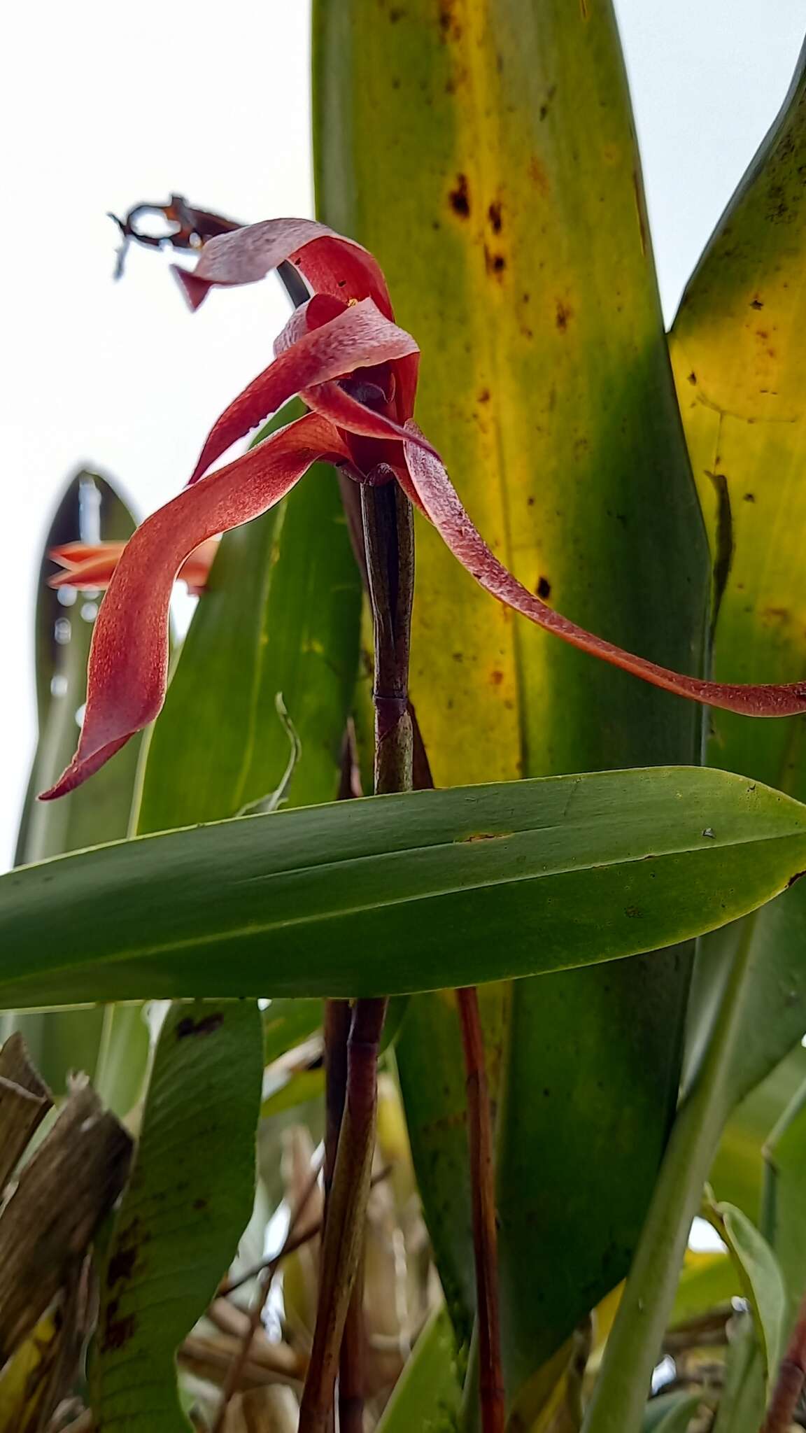 Imagem de Maxillaria colorata Rchb. fil.