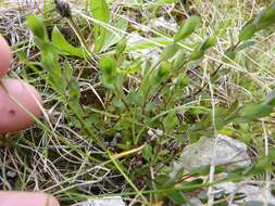 Image of purging flax, fairy flax