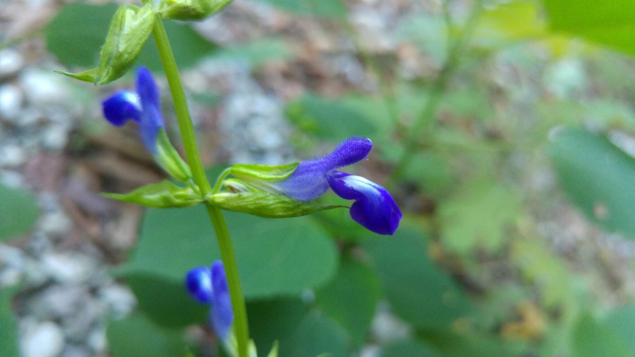 Imagem de Salvia caudata Epling