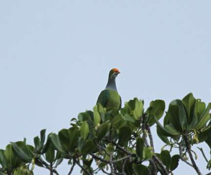 Image of Orange-fronted Fruit Dove