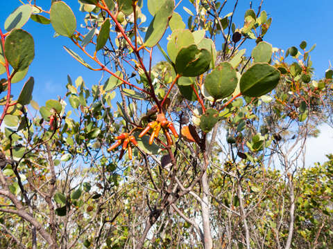 Image of Eucalyptus platypus subsp. platypus