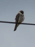 Image of Amur Falcon