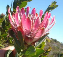 Image of Bot River protea