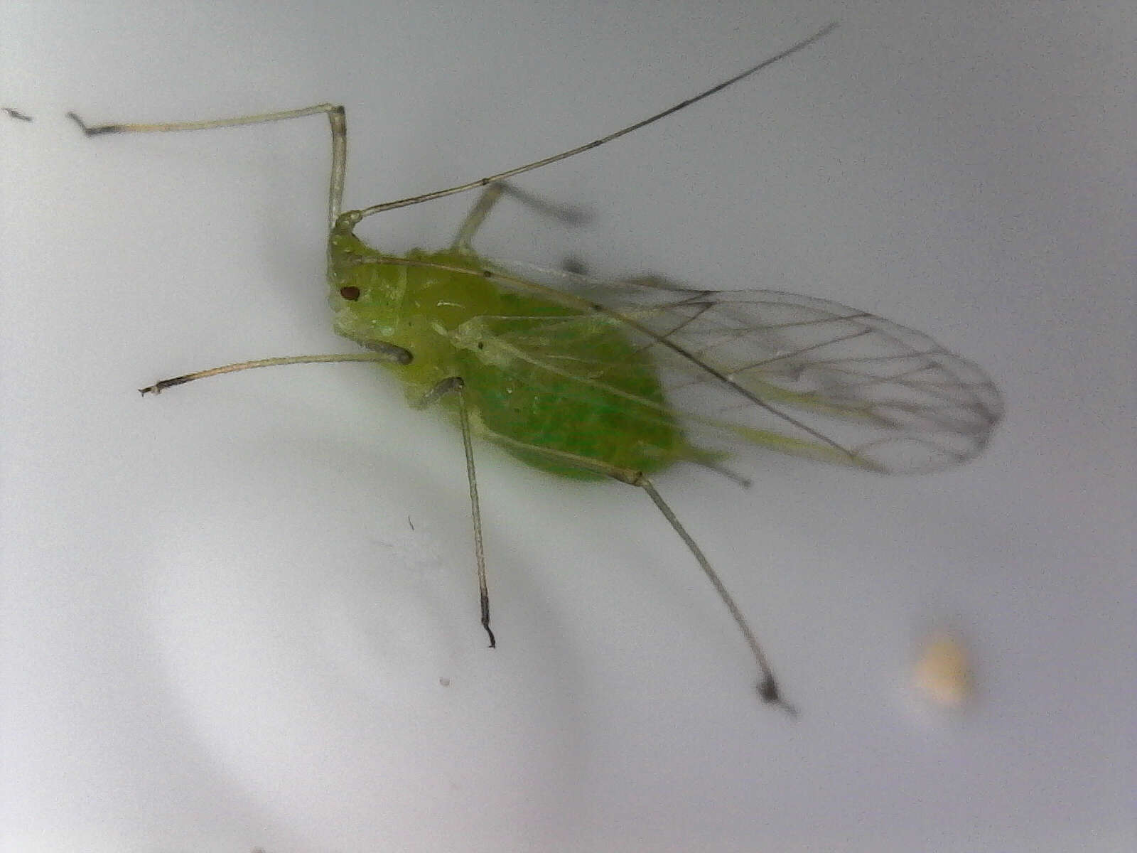 Image of pea aphid