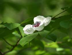 Imagem de Stewartia malacodendron L.