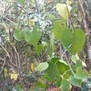 Image of Marsdenia truncata Jumelle & Perrier
