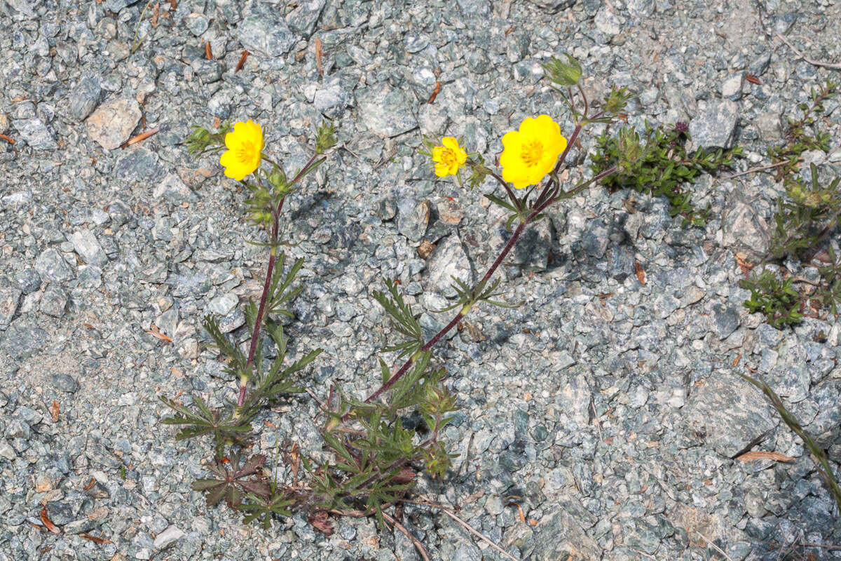 Image de Potentilla hirta L.