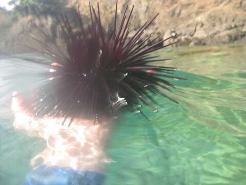 Image of Spiny Sea Urchin