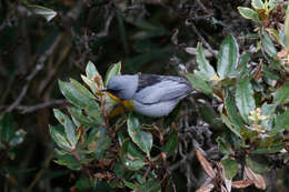 Oreothlypis gutturalis (Cabanis 1861) resmi