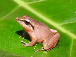 Image of Cachabi Robber Frog