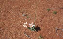 Image of Lapeirousia arenicola Schltr.