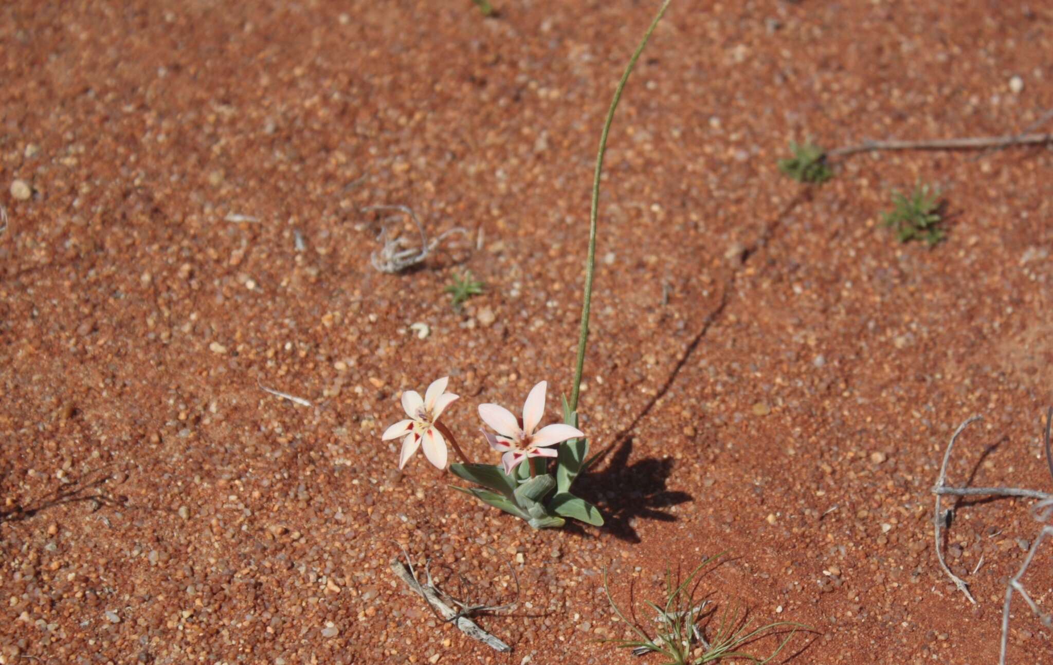 Image of Lapeirousia arenicola Schltr.