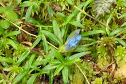 Image of Gentiana davidii var. formosana (Hayata) T. N. Ho