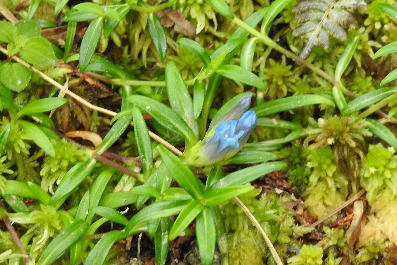 Image of Gentiana davidii var. formosana (Hayata) T. N. Ho