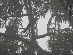 Слика од Cotinga cayana (Linnaeus 1766)