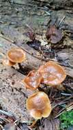 Image of Galerina marginata (Batsch) Kühner 1935