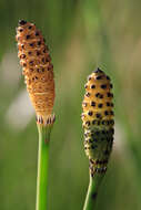 Image of Equisetum ramosissimum subsp. ramosissimum