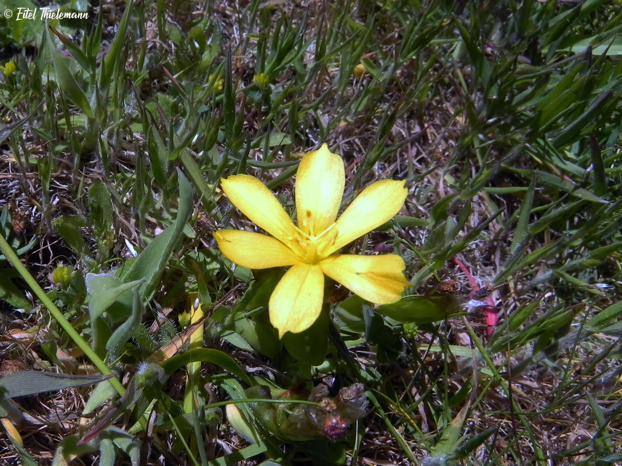 Sisyrinchium arenarium Poepp.的圖片