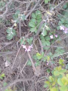 Image of Cardamine quinquefolia (M. Bieb.) Schmalh.