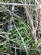 Image of northern bluethread