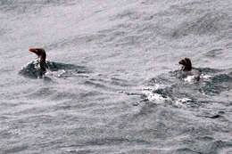 Image of Macaroni Penguin