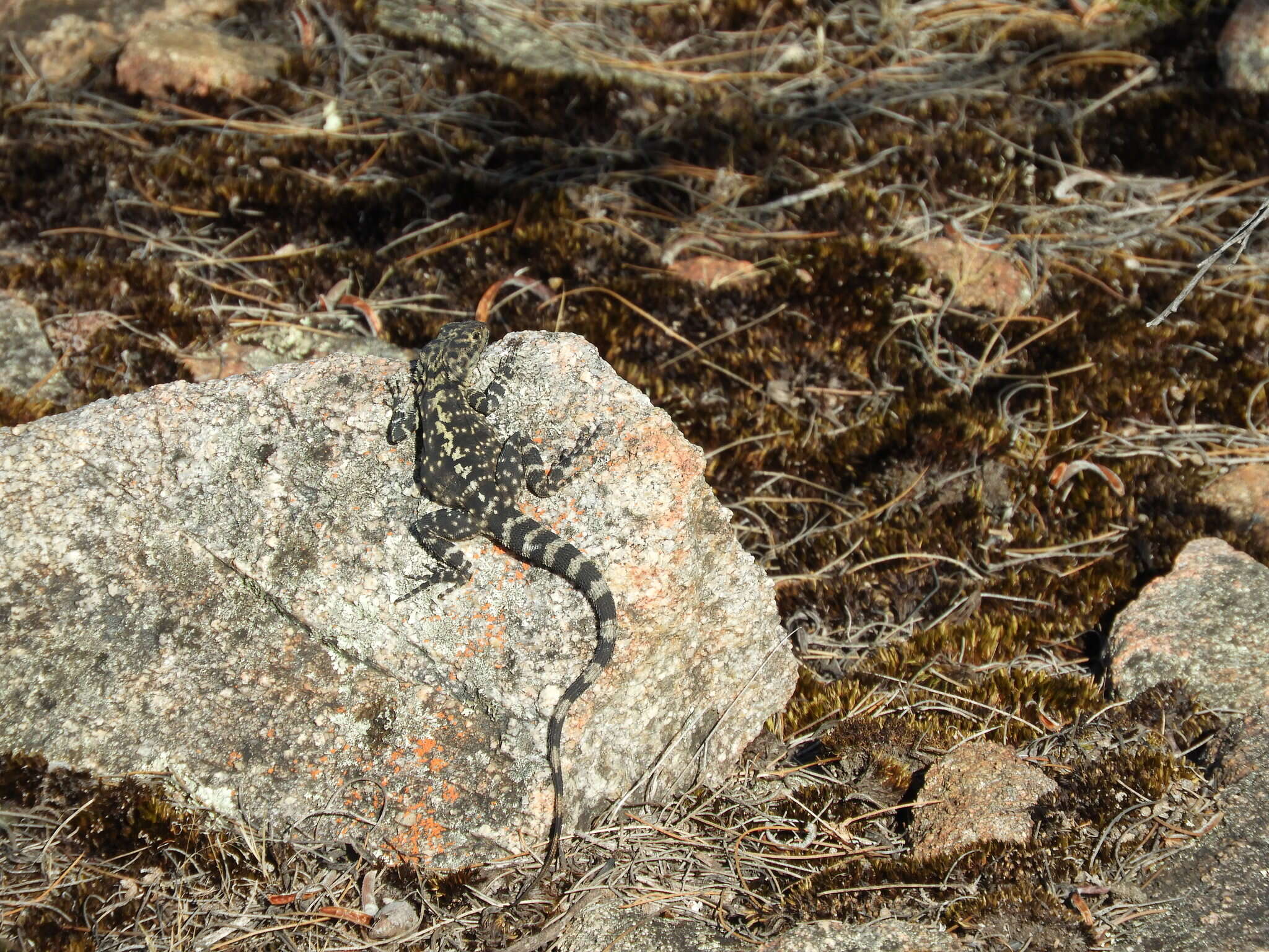 Image of Ornate Crevice-dragon