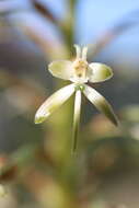 Image de Habenaria falcicornis (Lindl.) Bolus