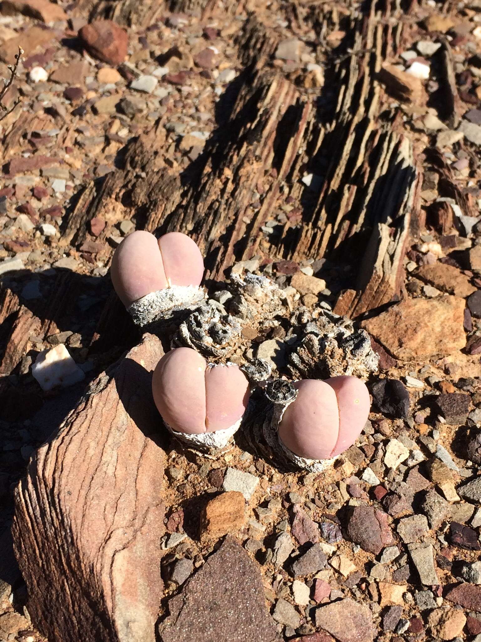 صورة Gibbaeum heathii (N. E. Br.) L. Bol.