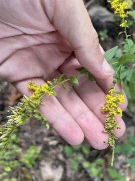 Image of Palmer's goldenrod