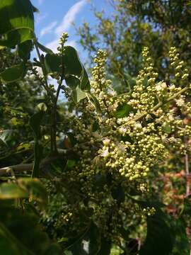 Image of Soapberry Tree