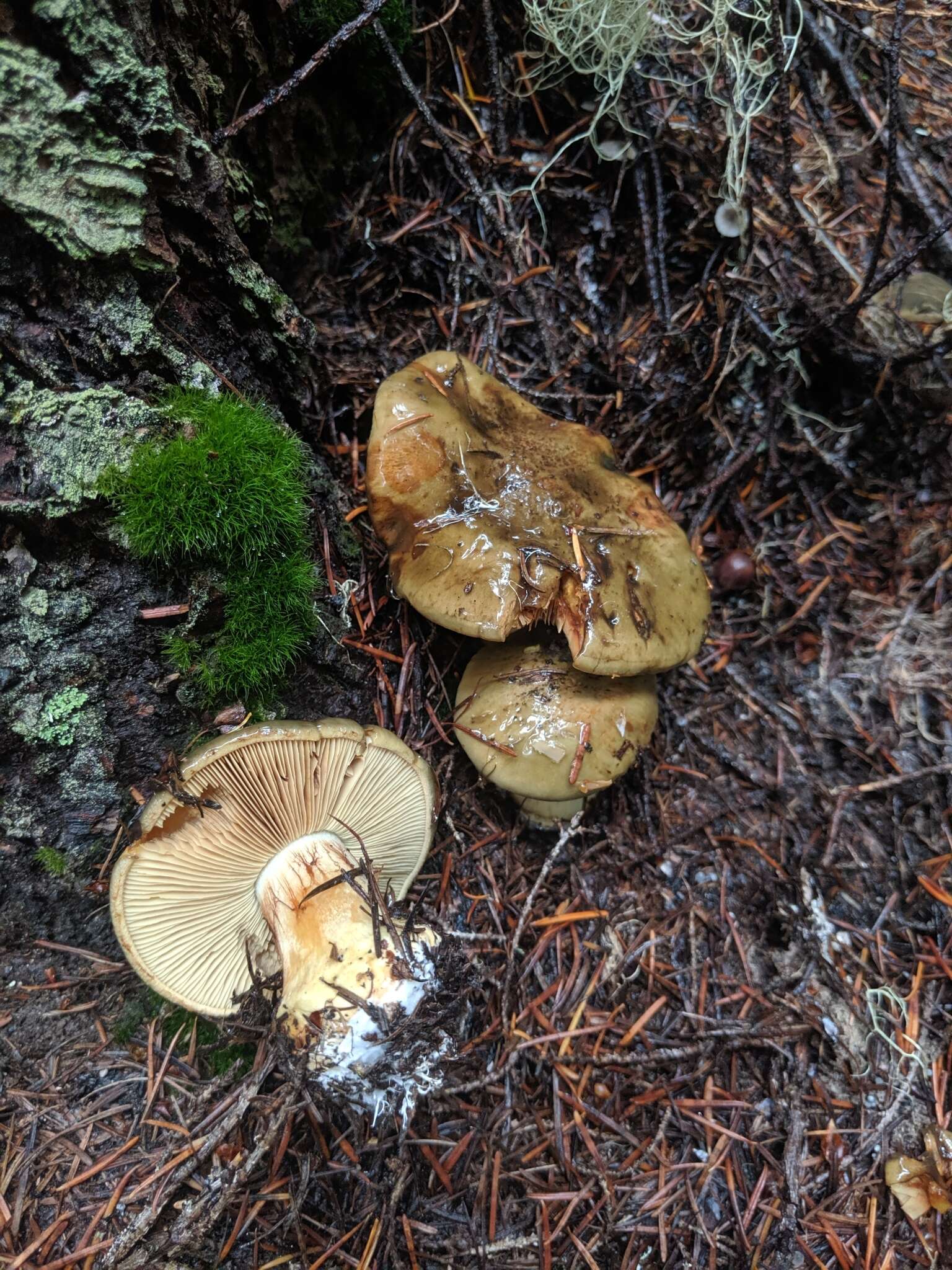 Image of Cortinarius luteicolor Ammirati, Bojantchev, Niskanen & Liimat. 2014