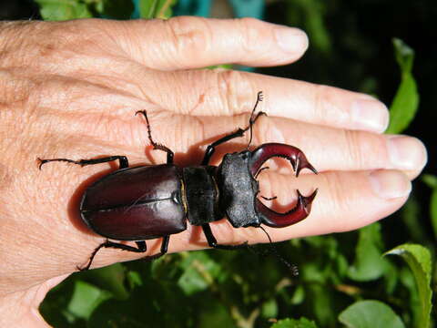 Image of Stag beetle