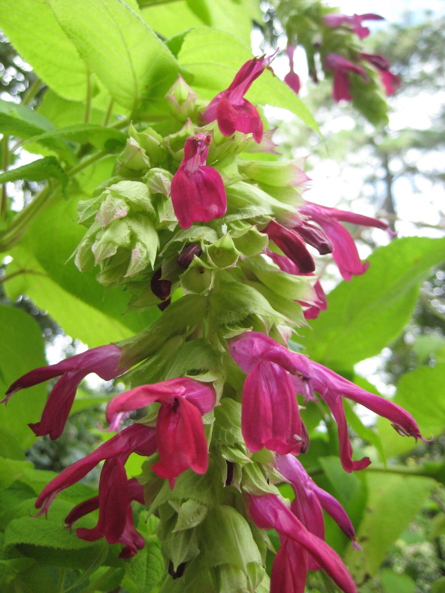 Image of Salvia gravida Epling