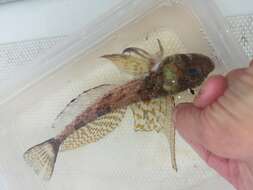 Image of Lesser filamented sculpin