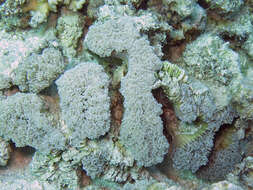 Image of Bubble coral