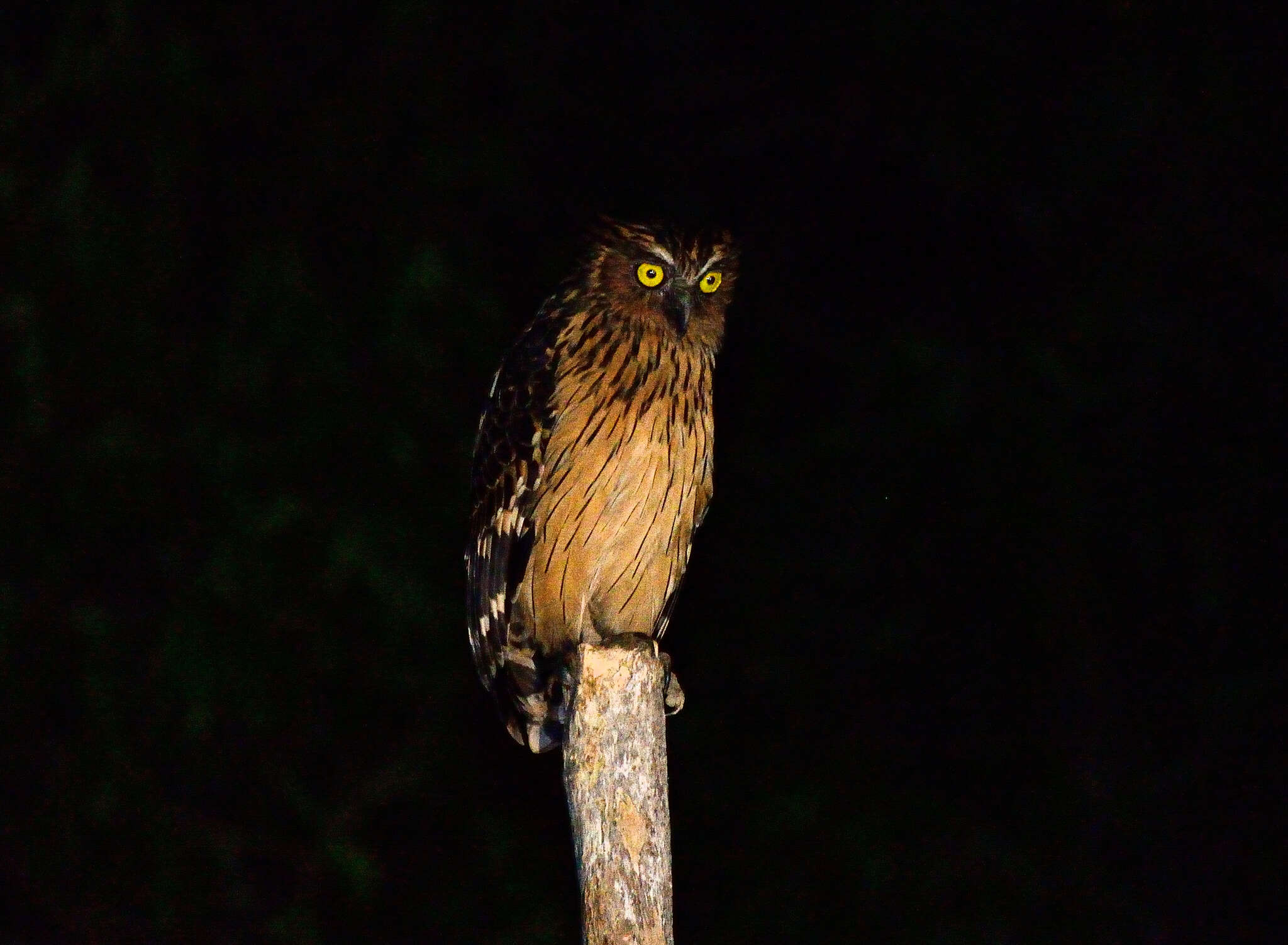 Image of Buffy Fish Owl