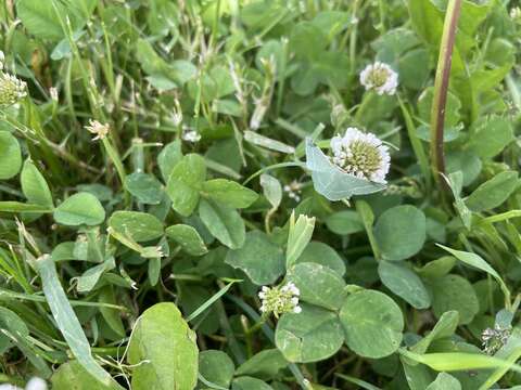 Image of small grass emerald