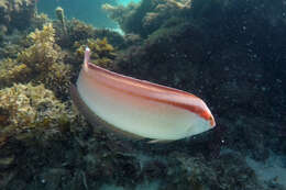 Image of King wrasse