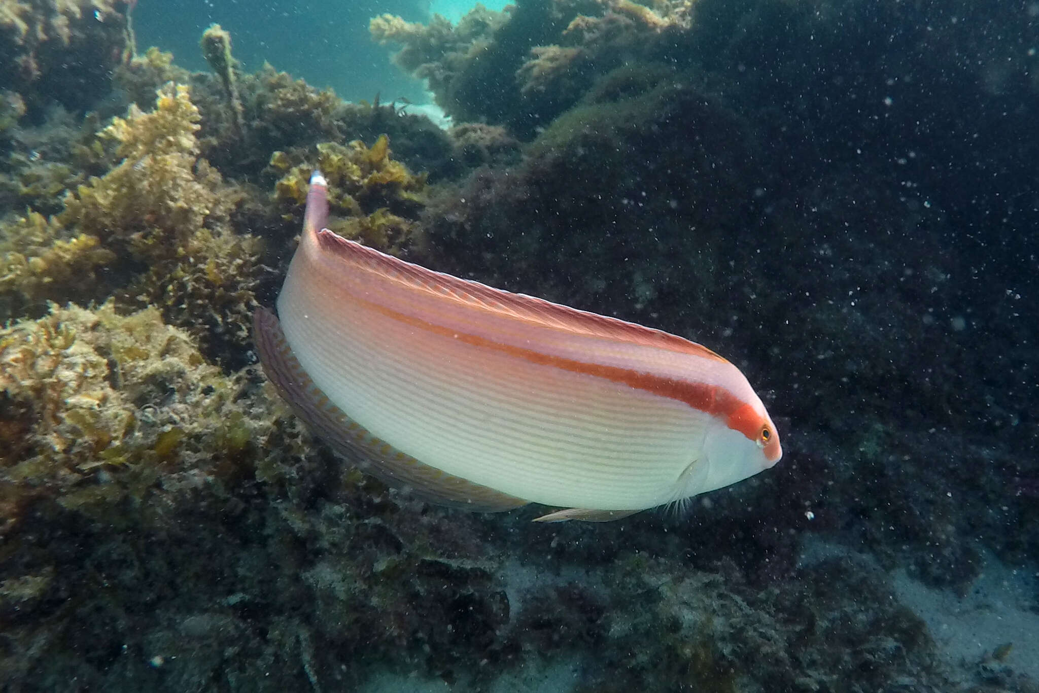 Image of King wrasse