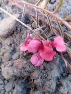 Слика од Indigofera pedunculata Baker