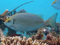 Image of African white-spotted rabbitfish