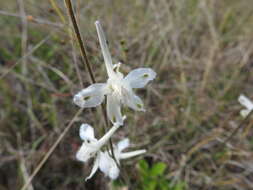 Delphinium carolinianum subsp. virescens (Nutt.) R. E. Brooks的圖片