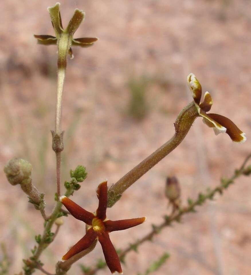 Image de Jamesbrittenia atropurpurea subsp. pubescens O. M. Hilliard