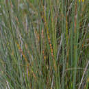 Image of Puccinia cancellata (Durieu & Mont.) Sacc. & Roum. 1881